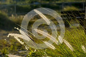 Tropical sea grass by the beach heavy backlite