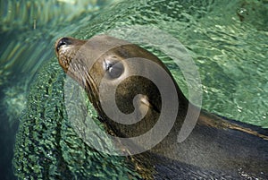 Tropical Sea Lion Seal