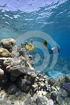Tropical sea and Scuba diver