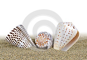 Tropical sea shells of the Conidae family