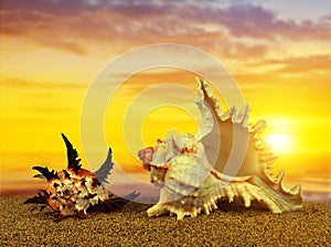 Tropical sea shells on sandy beach