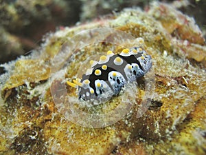 Tropical sea slug