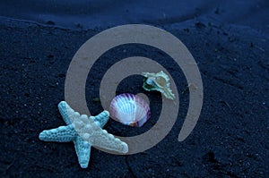 Tropical Sea Stars and Shells in the Night Moonlight Beatiful Nature on the Sand Beach