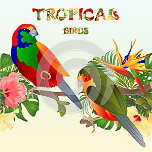 Tropical  seamless border  tropical birds Euplectes and tropical flowers Strelitzia  and  pink and yellow hibiscus palm,