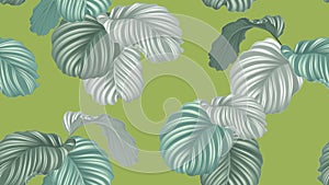 Tropical seamless pattern,  green Calathea orbifolia plants on green background