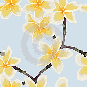 Tropical seamless pattern with white plumeria flowers.