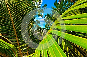 Tropical seascape