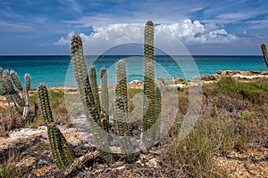 Tropical seascape with cactus in Venezuela.