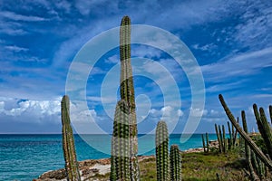 Tropical seascape with cactus in Venezuela.