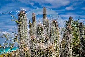 Tropical seascape with cactus in Venezuela.