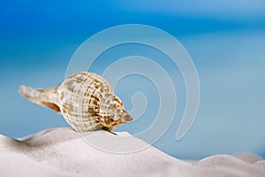 Tropical seashell sea shell with ocean , beach and seascape
