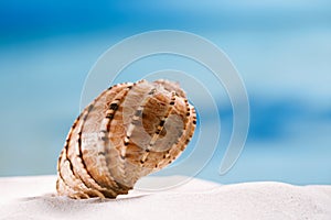 Tropical seashell sea shell with ocean , beach and seascape