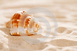 Tropical seashell sea shell on sand