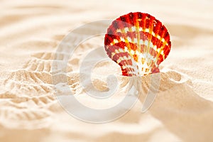 Tropical seashell sea shell on sand