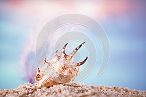 Tropical seashell sea shell on sand with ocean