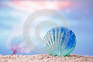 Tropical seashell sea shell on sand with ocean