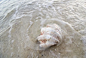 Tropical seashell on the seashore in the sunrise light