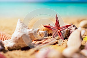 Tropical seashells and starfish on sunny exotic beach sand and ocean in background