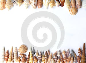 Tropical seashells on white background