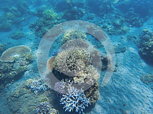 Tropical seashore underwater landscape. Coral reef in blue water panorama.