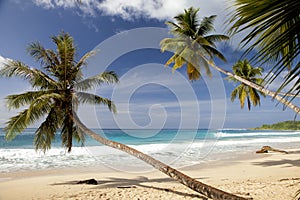 tropical secluded dream beach with palmtrees photo