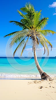 Tropical Serenity: Majestic Palm Tree on Pristine Beach