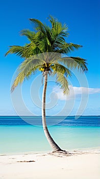 Tropical Serenity: Majestic Palm Tree on Pristine Beach photo