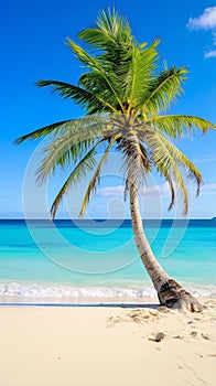 Tropical Serenity: Majestic Palm Tree on Pristine Beach photo