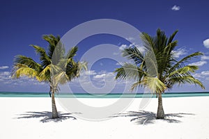 Tropický pokoj dvojča palma stromy 