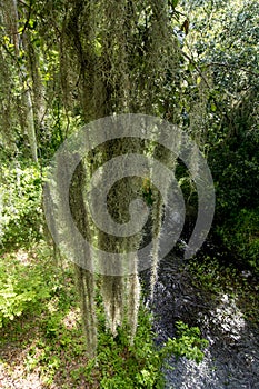 Tropical setting with spanish moss