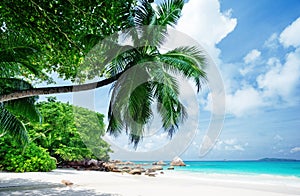 Tropical Seychelles beach