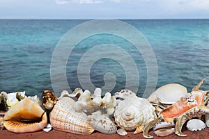 Tropical shells and blue sea