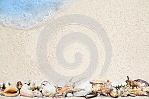 Tropical shells on a sandy beach