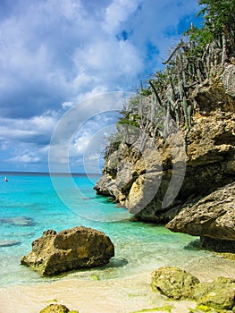 Tropical shoreline featuring unusual cactus