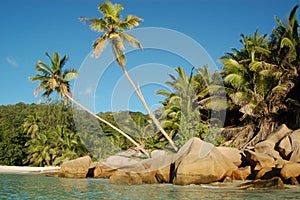 Tropical shoreline and palms