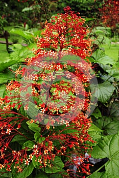 Tropical shrub Clerodendrum speciosissimum displays fiery red flowers.