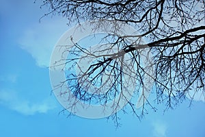 Tropical silhouette tree under the blue sky.