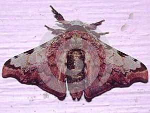 a tropical silk moth (family Bombycidae)