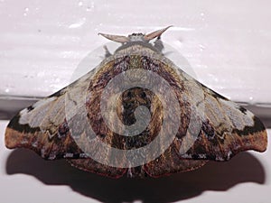 a tropical silk moth (family Bombycidae) indeterminate