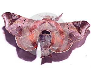 a tropical silk moth (family Bombycidae) indeterminate species Belize