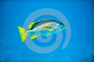 Tropical Silver Fish in Caribbean Reef Blue Sea