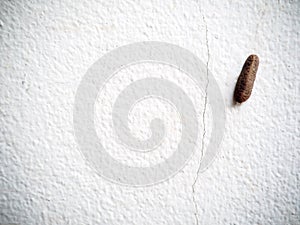 Tropical slug, leech, snail without shell climbing on rough white painted house wall