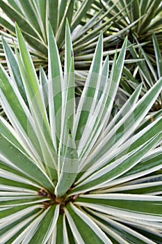 Tropical spear plant