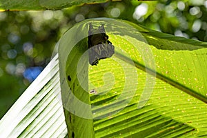 tropical species of bat hiding under a broken banana leaf, Costa Rica photo