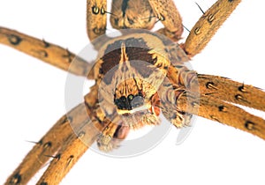 Tropical spider head and eyes macrophoto. Crab spider or thomisidae closeup.