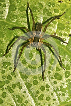 Tropical Spider, Napo River Basin, Amazonia, Ecuador photo