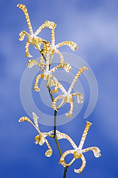 Tropical Spider Orchids against blue sky