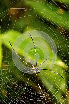 Tropical Spider, Sinharaja National Park Rain Forest, Sri Lanka