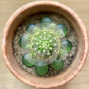 Tropical Spine Green Cactus. Spiny Plant. This is a xeric plant. Succulent.