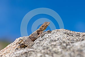 The tropical spiny agama (Agama armata